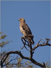 Tawny Eagle. Serengeti National Park