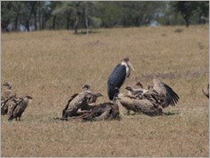 White-backed  and Ruppell's Griffon vultures, Serengeti National Park