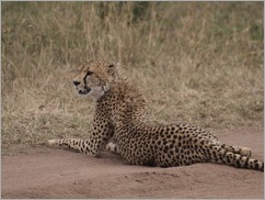 Cheetah, Serengeti National Park