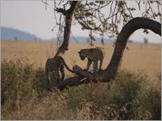 Leopard, Serengeti National Park