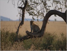 Leopard, Serengeti National Park