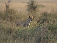 Leopard, Serengeti National Park