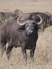 Buffalo, Serengeti National Park