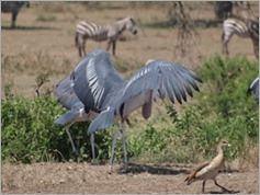 Marabou, Stork, Serengeti National Park