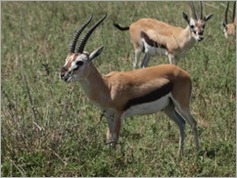 Grant's Gazelle, Serengeti National Park