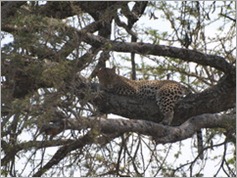 Leopard, Serengeti National Park