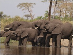 Serengeti National Park