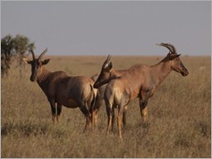 Topi, Serengeti National Park