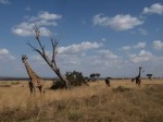 Masai Mara