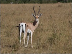 Grant's Gazelle, Masai Mara