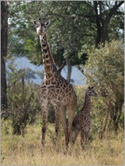 Masai Mara