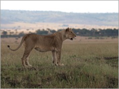 Masai Mara