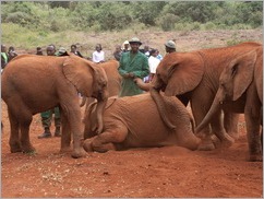 David Sheldrick Centre, Nairobi