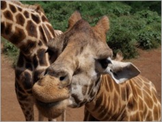 Giraffe Centre, Nairobi