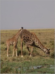 Amboseli National Park