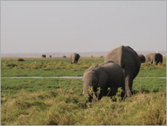 Amboseli National Park