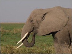 Amboseli National Park