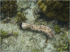 Snorkelling trip, Peponi Beach Resort, Pangani