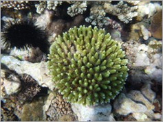 Snorkelling trip, Peponi Beach Resort, Pangani