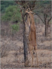 Gerenuk, Samburu National Park