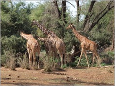 Reticulated giraffes, Samburu National Park