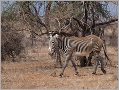 Grevy's zebra, Samburu National Park