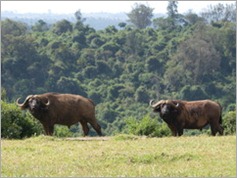 Buffalo, Aberdare National Park