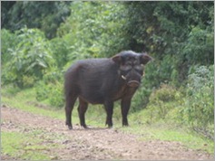 Giant Forest Hog, Aberdare National Park