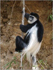 Eastern black-and-white colobus, Aberdare National Park