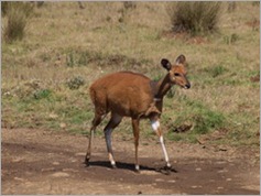 Bushbuck, Aberdare National Park