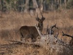 North Luangwa & Luambe National Parks