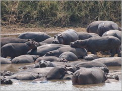 Hippos across from camp, Luambe National Park