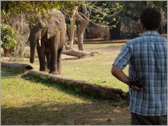 Croc Valley Camp, South Luangwa National Park