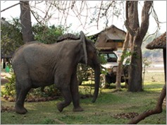 Croc Valley Camp, South Luangwa National Park