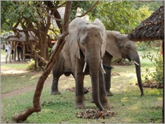 Croc Valley Camp, South Luangwa National Park