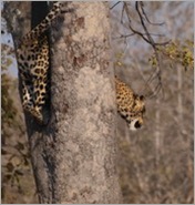 Leopard, South Luangwa National Park