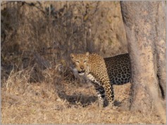 Leopard, South Luangwa National Park