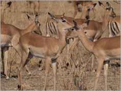 Impala, South Luangwa National Park