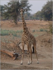 Thornicroft Giraffe, South Luangwa National Park