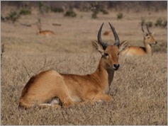 Puku, South Luangwa National Park