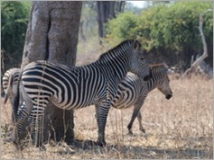 Zebra, South Luangwa National Park