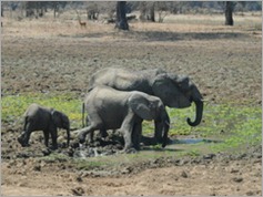 South Luangwa National Park