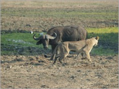 South Luangwa National Park