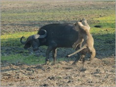 South Luangwa National Park