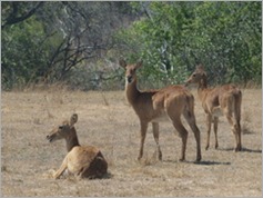 Puku, Kafue National Park