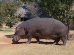 Kafue National Park