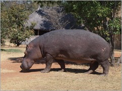 Mukambi Lodge, Kafue National Park