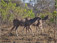 Kudu, Kafue National Park