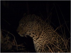 Leopard, South Luangwa National Park