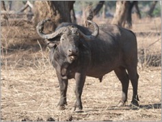 Buffalo, Mana Pools